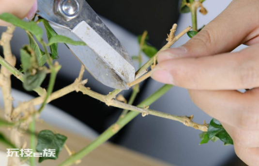 茉莉花什么时候修剪好(家里养茉莉花注意换盆和修剪时机)-图片3